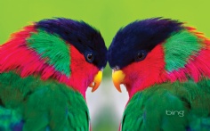 CollaredLorys1920x12001-3-2012 11_15_06 AM Bing Desktop